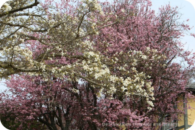 Magnolias and cherry blossoms, Victoria British Columbia