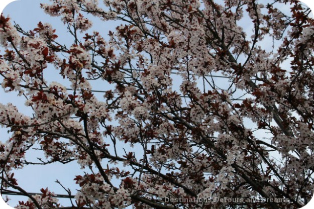 Cherry Blossom Time in The Garden City | Destinations Detours and Dreams