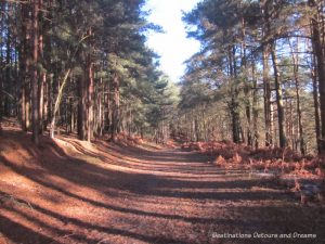 The House Sitting Experience - heathland area where we walked the dogs