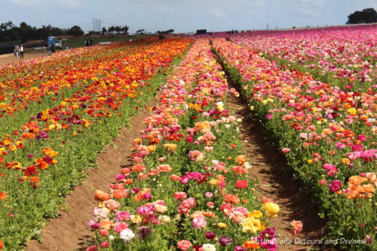 A Colourful Blaze of Spring Flowers at Carlsbad Ranch Flower Fields ...