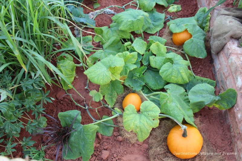 Pumpkins growing in the CAMFED garden at the 2019 Chelsea Flower Show