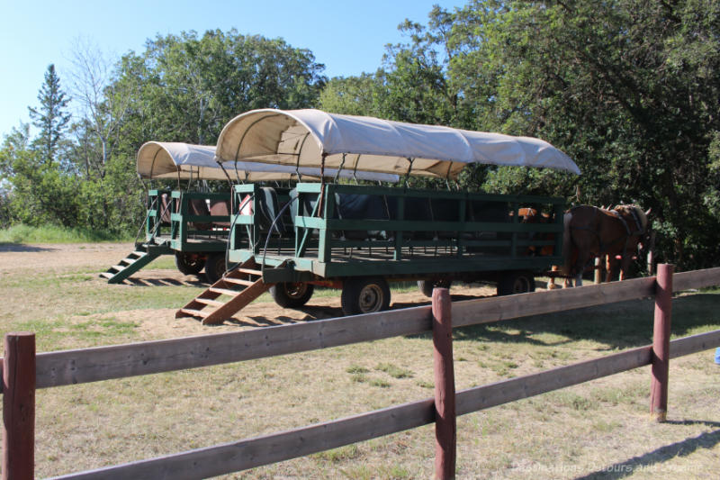 Horse-drawn covered wagons waiting to take a tour through Spirit Sands in Manitoba