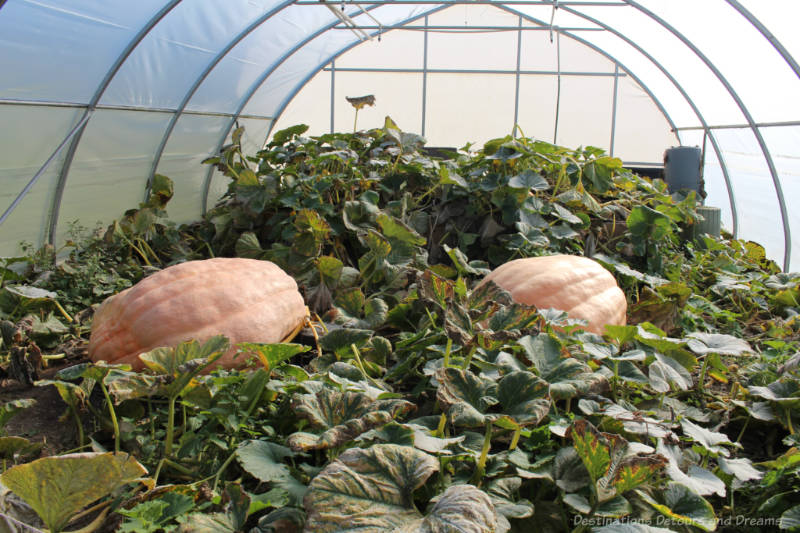 Giant pumpkins growing in greenhouse at The Roost