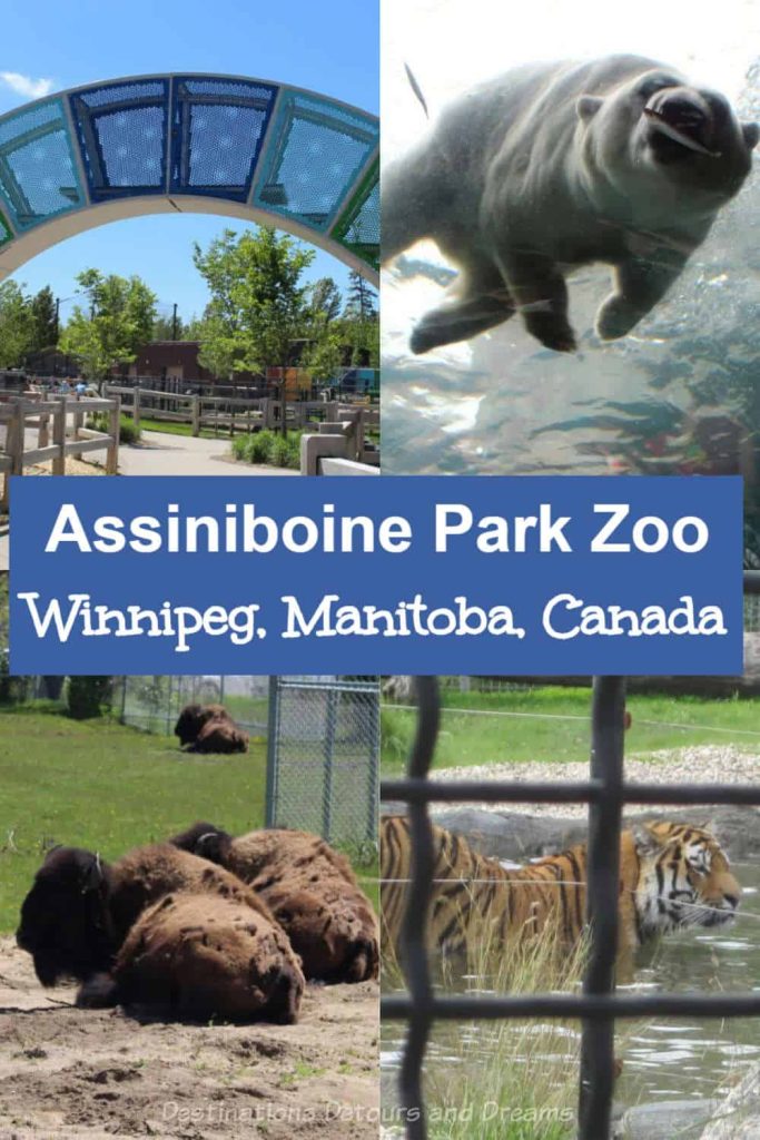 Assiniboine Park Zoo in Winnipeg, Manitoba, Canada contains animals from around the world with the polar bears being a prime attraction