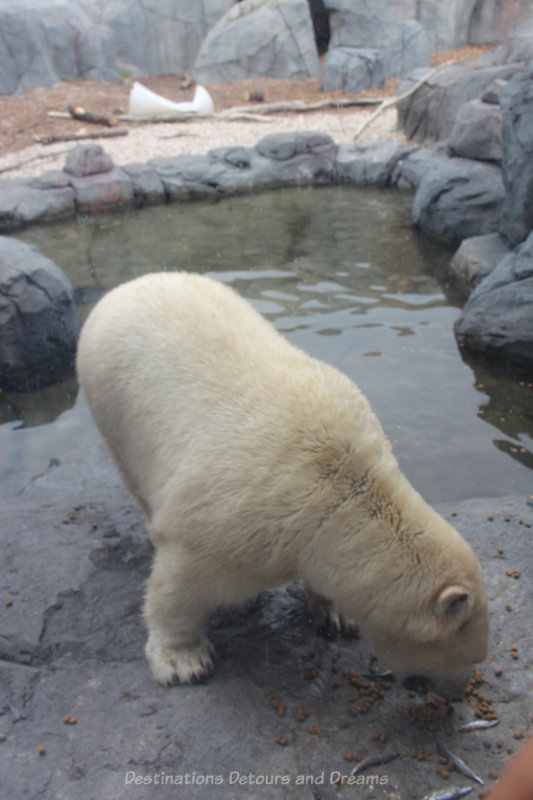 Polar bear feed inside a zoo enclosure