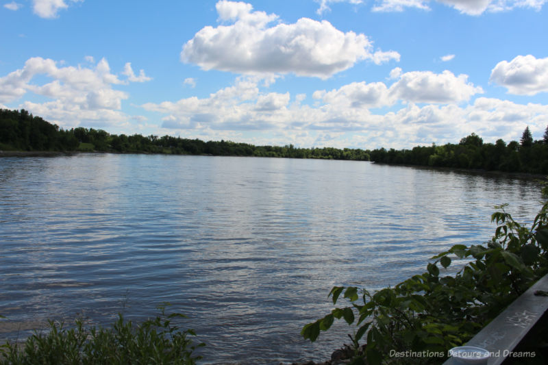 View of a river bordered by trees