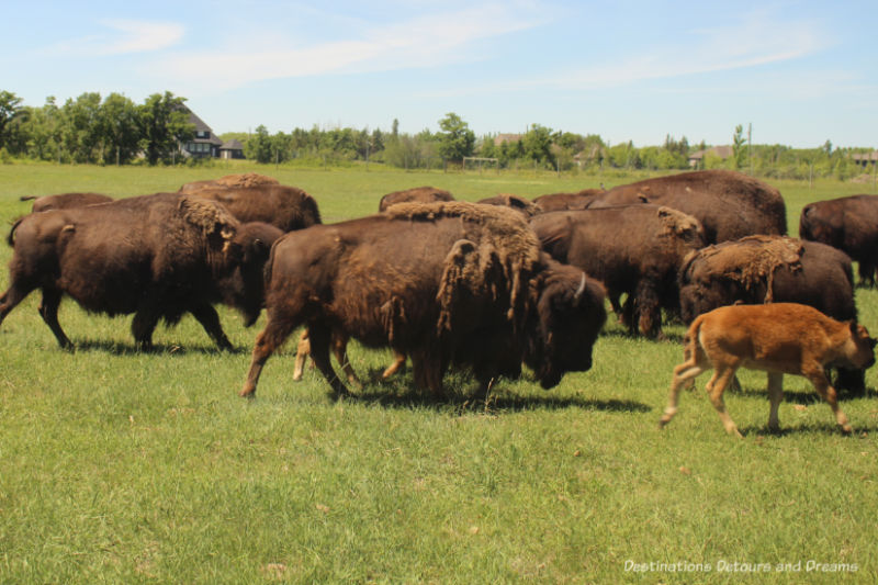 Group of bison walking across a field