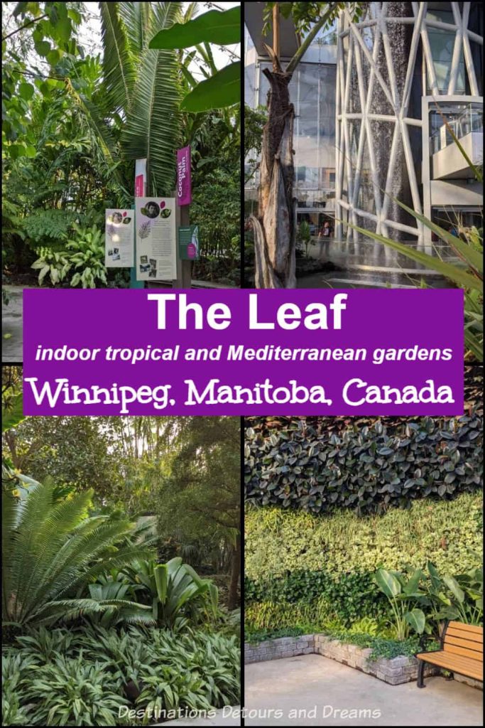 The Leaf: Indoor Tropical Garden in Winnipeg, a conservatory and spectacular horticultural attraction in Winnipeg, Manitoba, Canada containing tropical and Mediterranean gardens and a butterfly garden