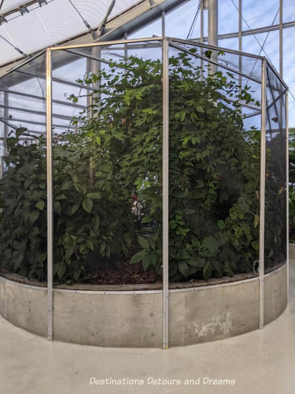 Screened-in circular plants and butterfly enclosure