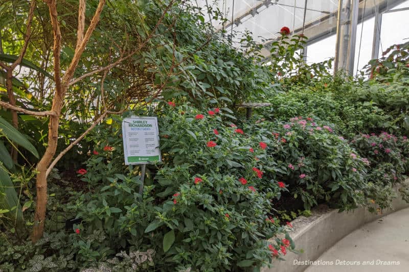 A curved "wall" of blooming shrubs in an indoor butterfly garden