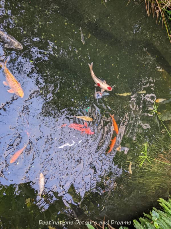 Koi swimming in a pond in an indoor tropical garden