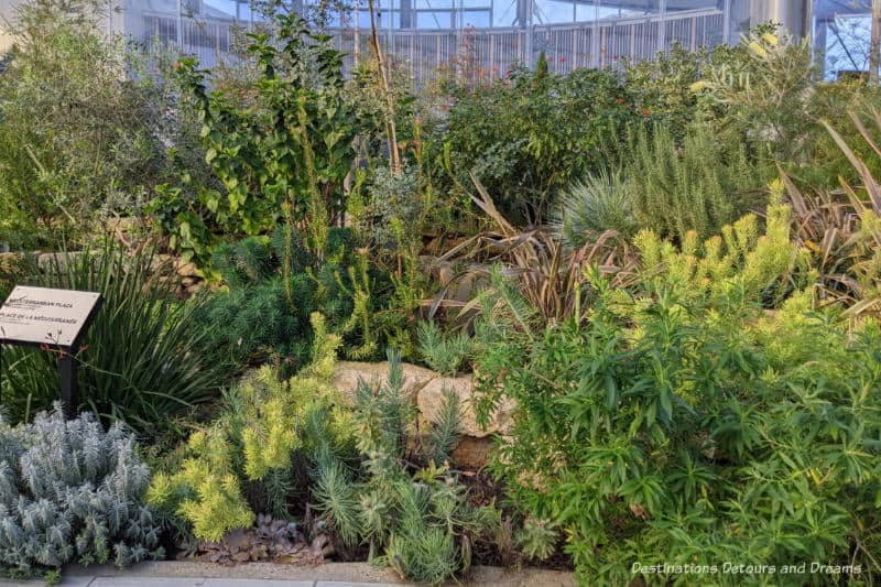 Terraced rows of Mediterranean greenery in an indoor garden