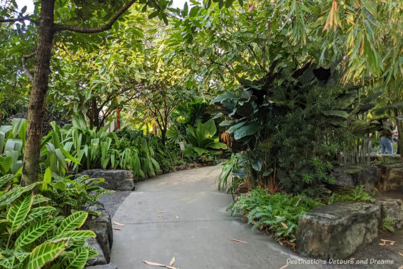 A curving walkway bordered by rich lush tropical greenway in an indoor garden