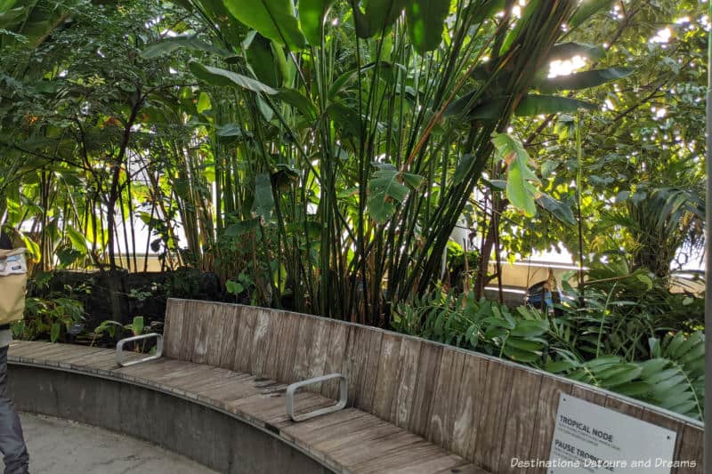 Wooden curved seating area at the edge of a walkway through an indoor tropical garden