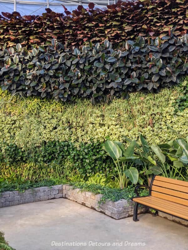 Tropical plants going up a "living wall" in rows of different shades with a bench in front of the wall