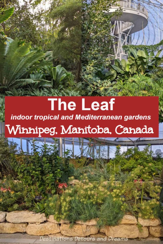 The Leaf: Indoor Tropical Garden in Winnipeg, a conservatory and spectacular horticultural attraction in Winnipeg, Manitoba, Canada containing tropical and Mediterranean gardens and a butterfly garden