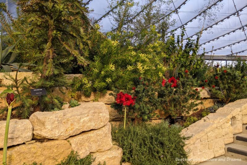 Stone terrace in indoor conservator containing Mediterranean plants with red blooms