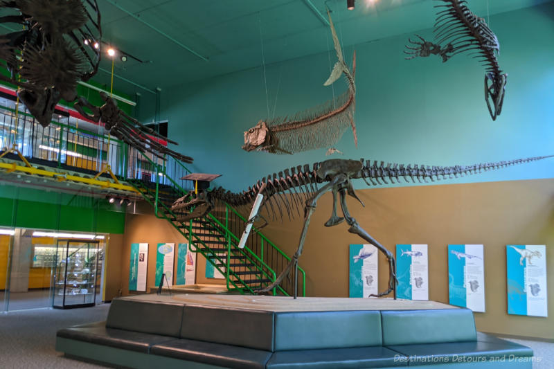 Four skeletal figures from the Cretaceous Age (3 suspended from ceiling) in entry room to a museum